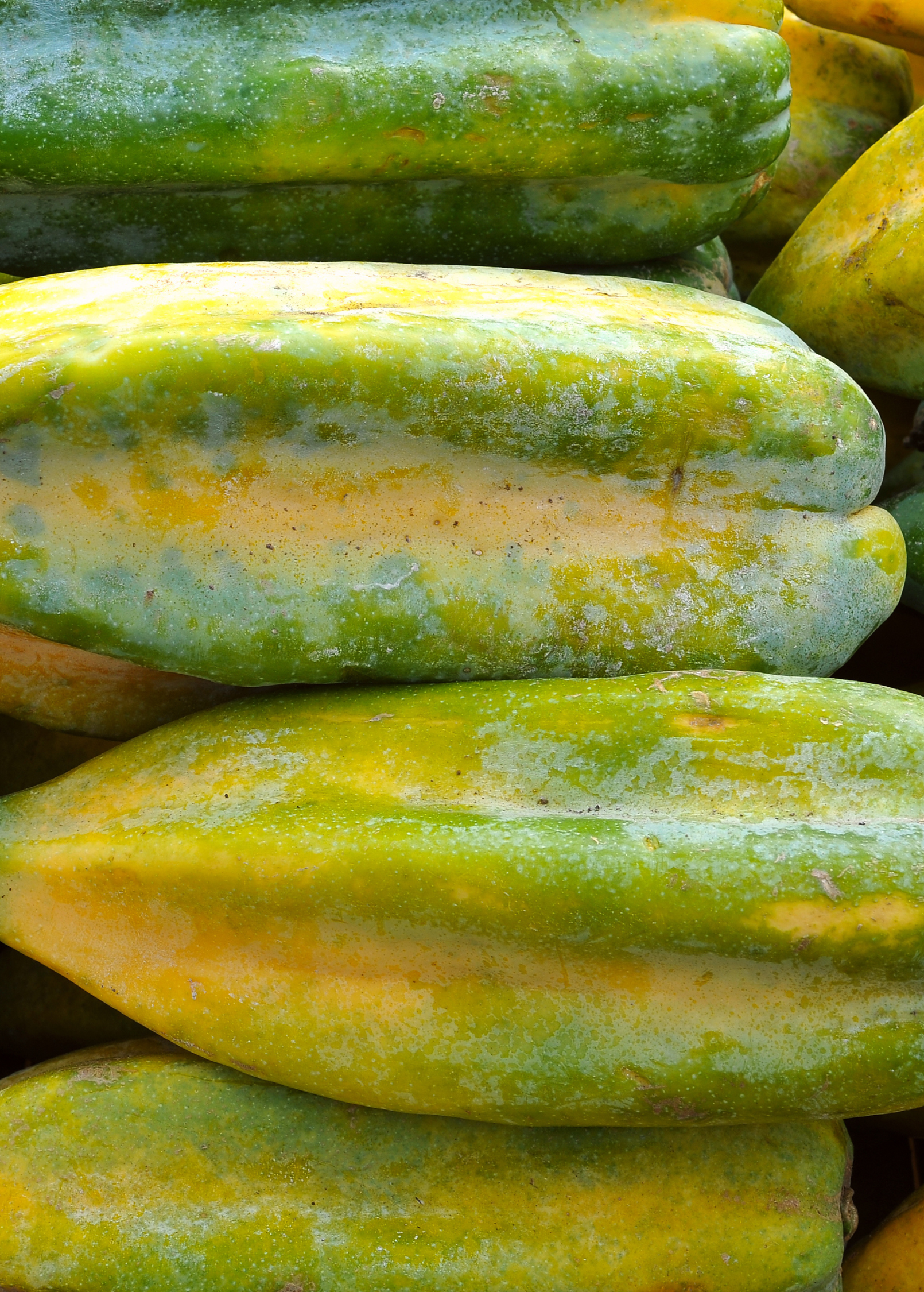 Babaco, Mountain Papaya (Carica pentagona)
