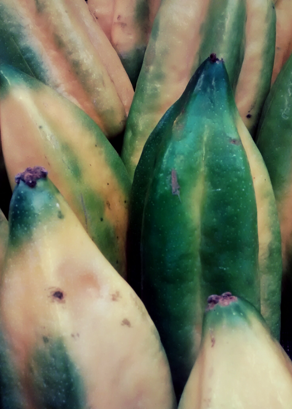 Babaco, Mountain Papaya (Carica pentagona)