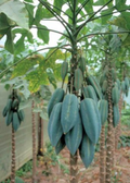 Babaco, Mountain Papaya (Carica pentagona)
