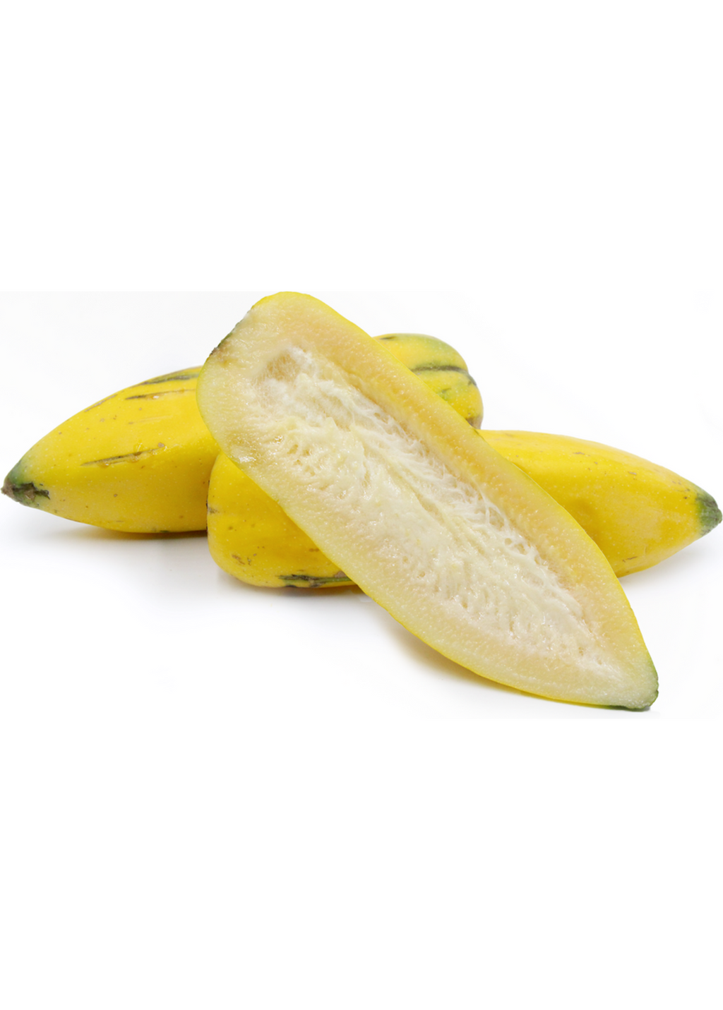 Babaco, Mountain Papaya (Carica pentagona)