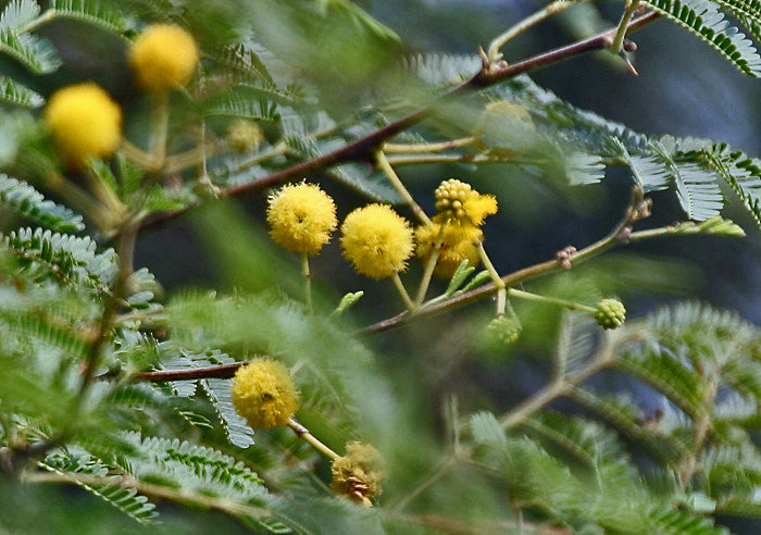 15 Gum Arabic Tree Seeds - Acacia arabica, Vachellia nilotica, Acacia nilotica