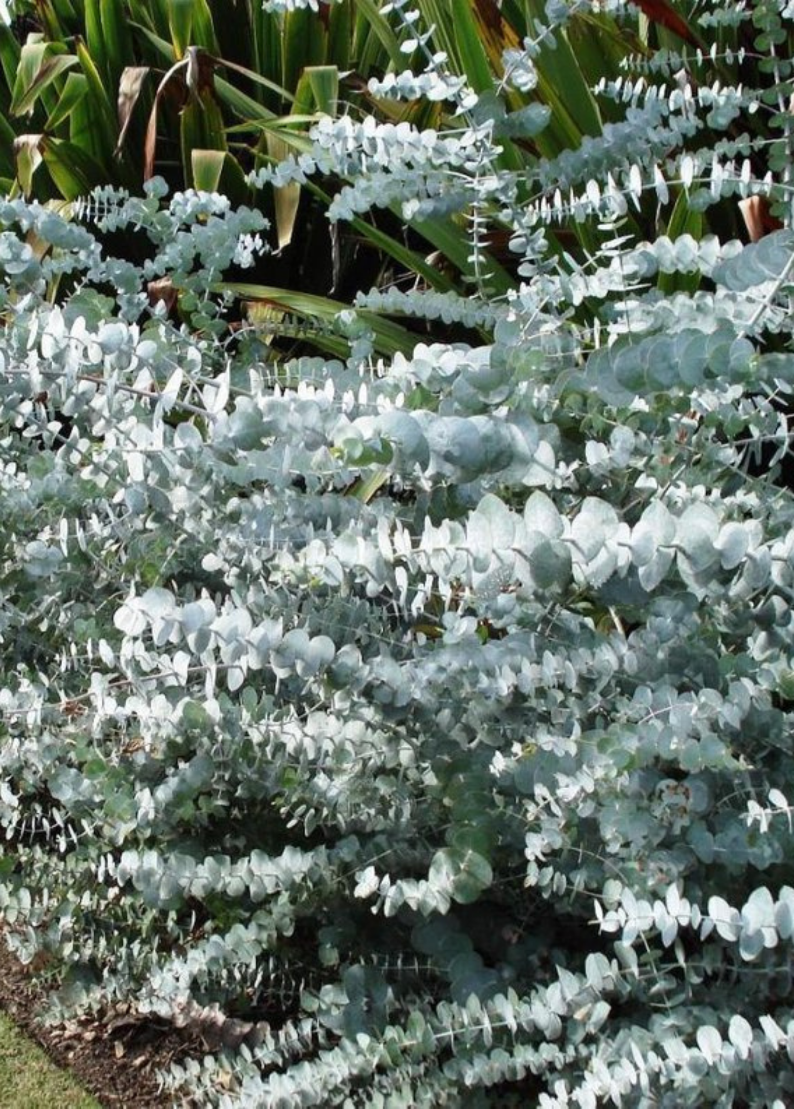 Baby Blue Eucalyptus (Eucalyptus pulverulenta)