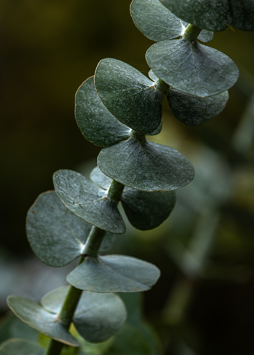 Baby Blue Eucalyptus (Eucalyptus pulverulenta)