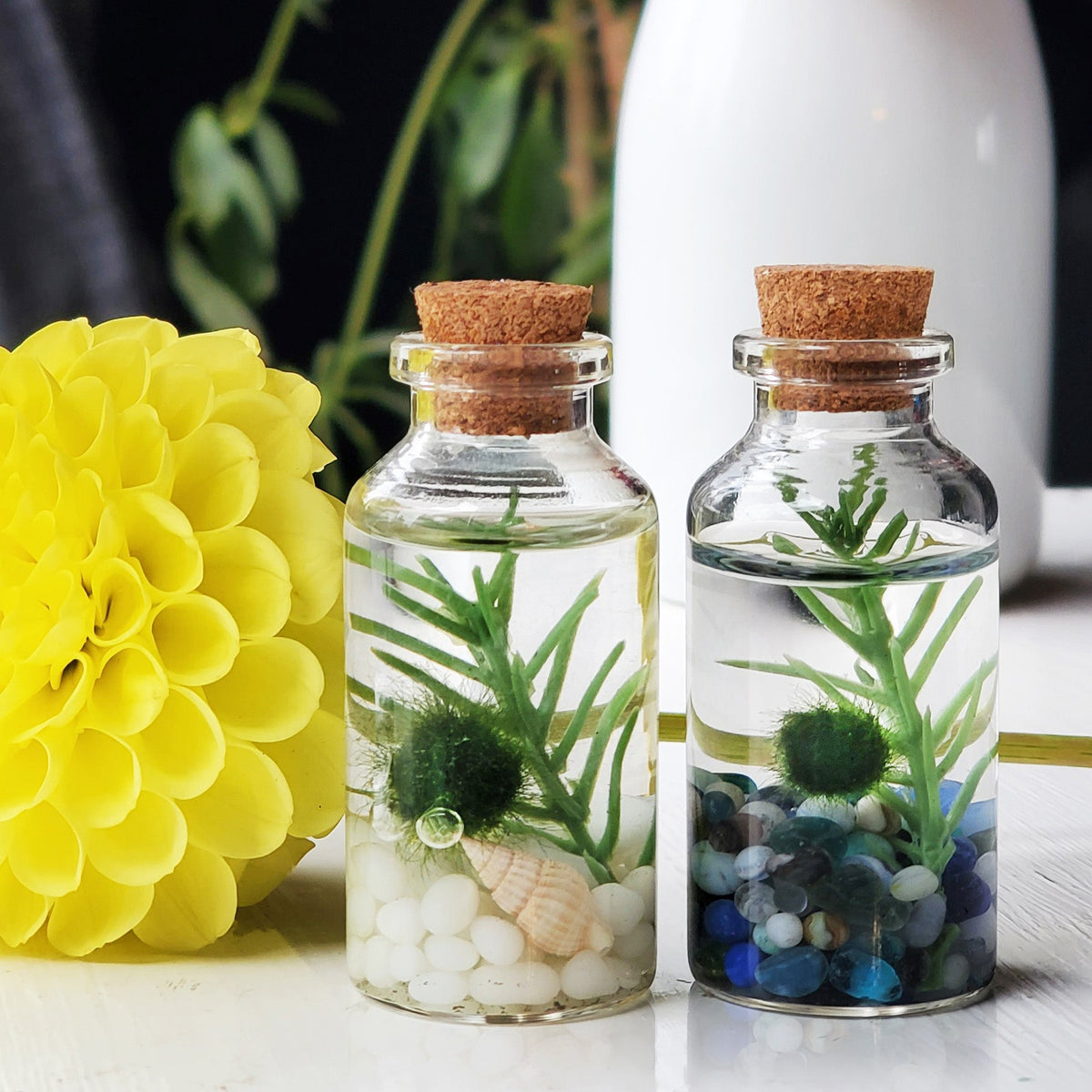Small Alchemist Terrariums Set of Two