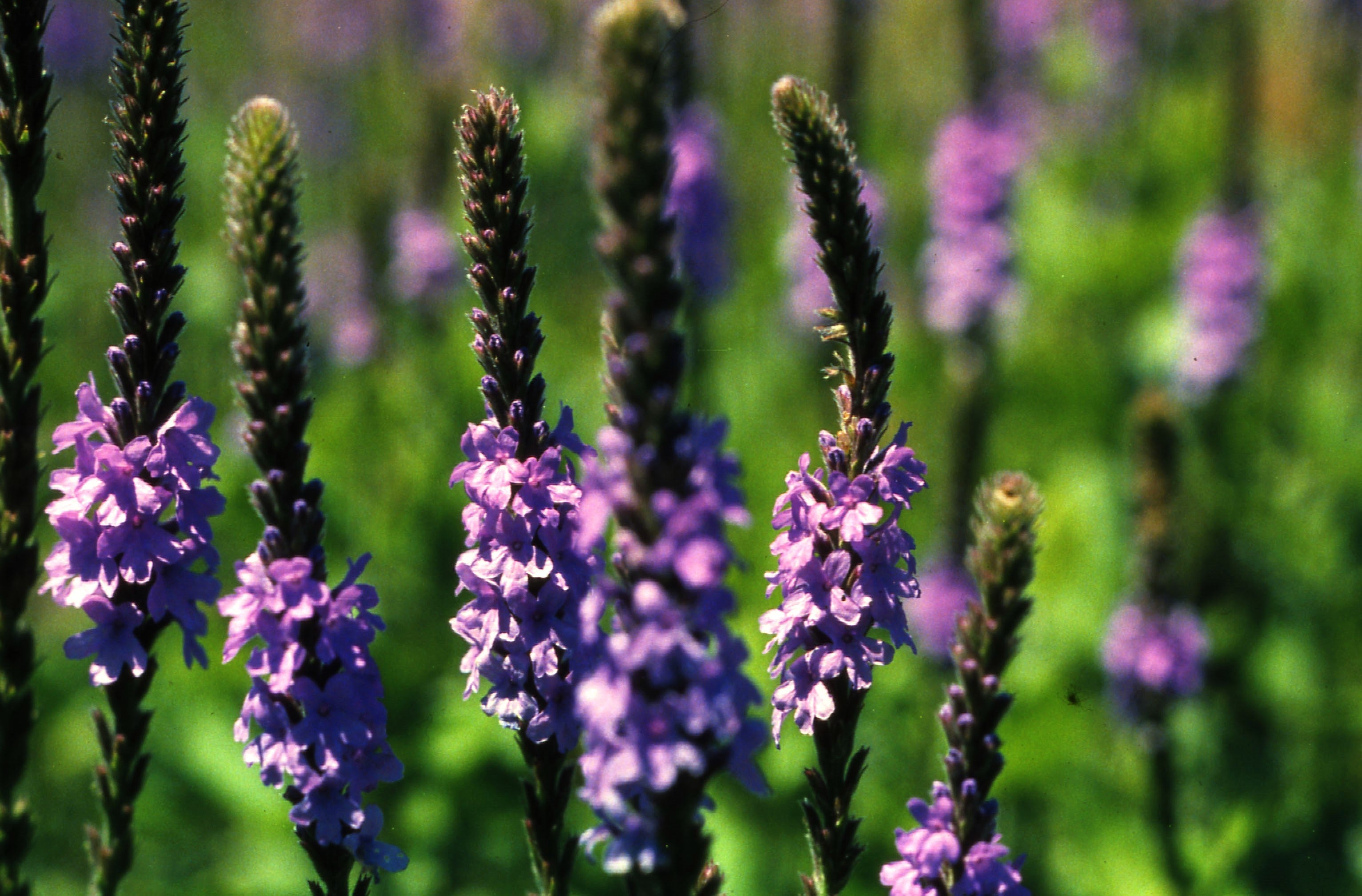 500 Purple HOARY VERVAIN Verbena Stricta Flower Seeds