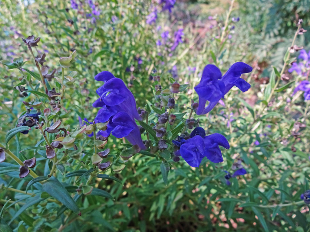 250 Scutellaria baicalensis Seeds - Baikal Scullcap Seeds