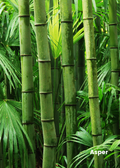 Bamboo 'Asper' (Bambusa asper)