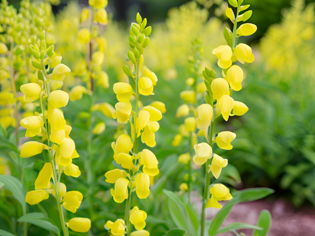 Baptisia 'Mojito'