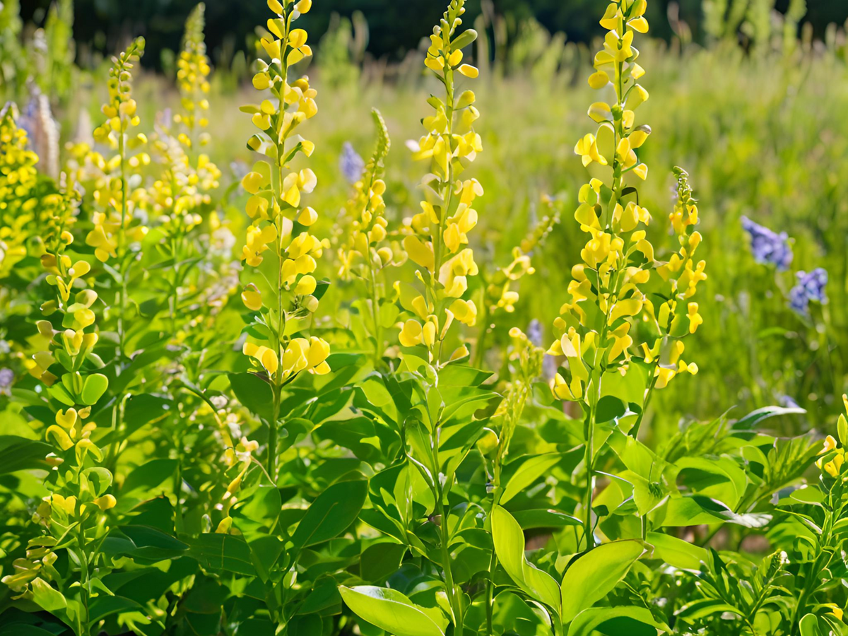 Baptisia 'Mojito'
