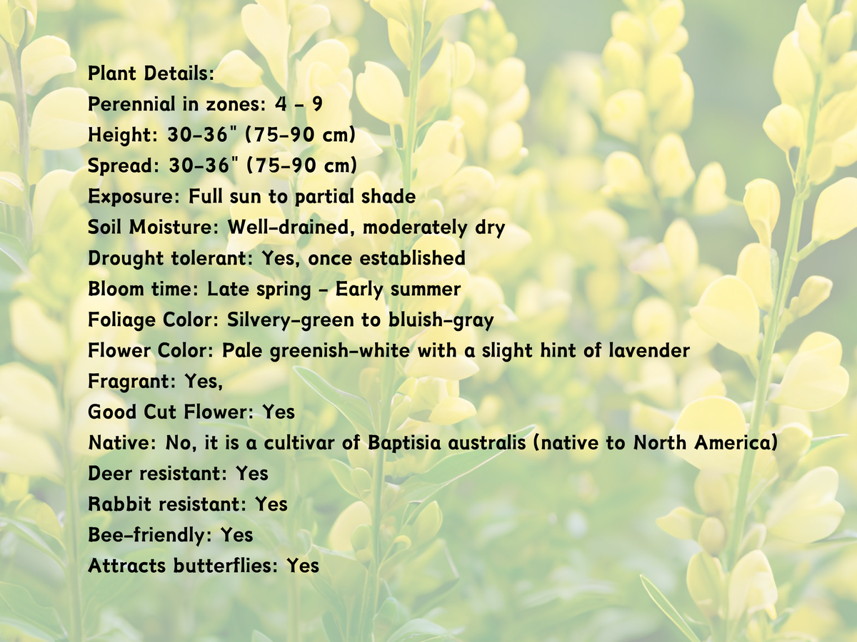 Baptisia 'Mojito'