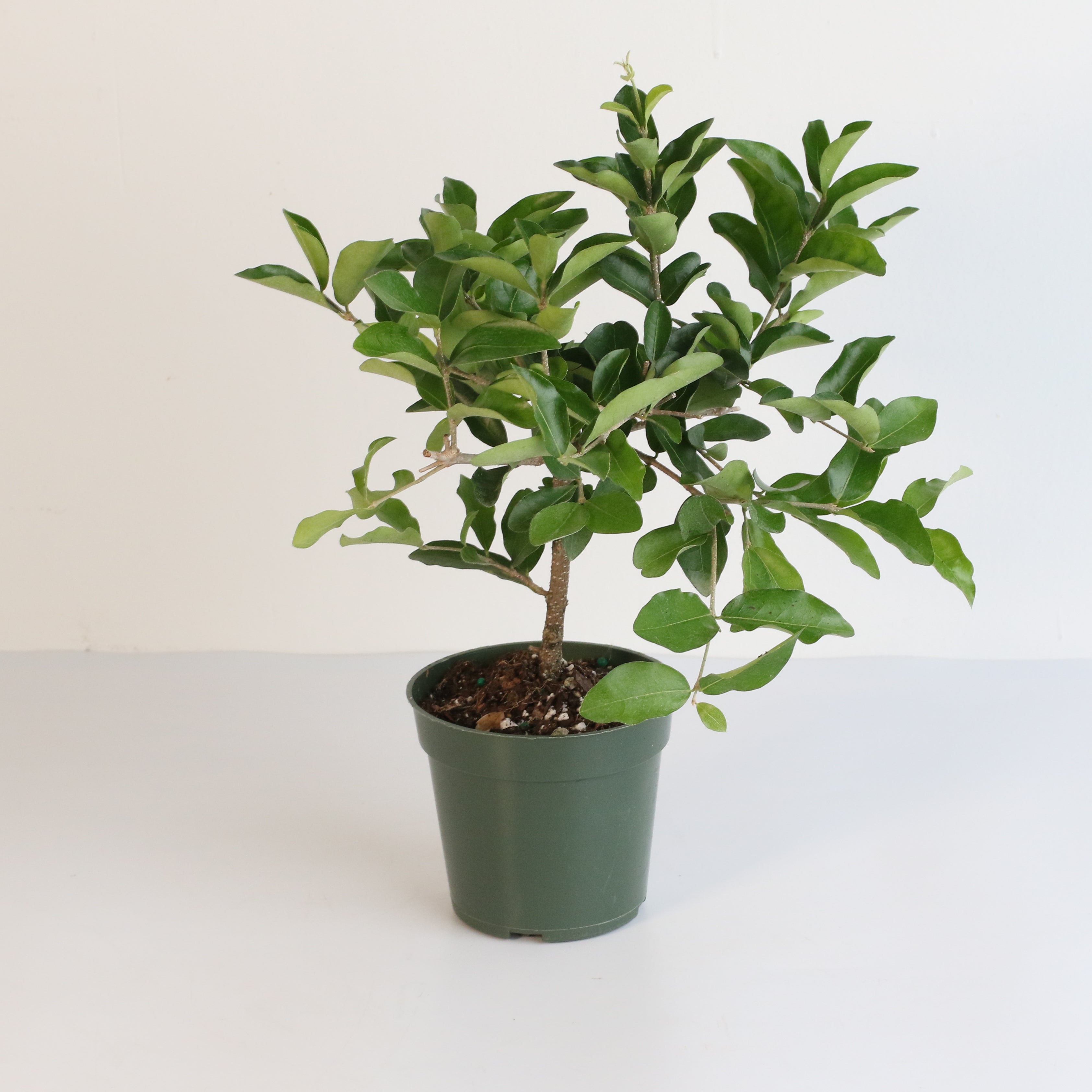 Barbados Cherry