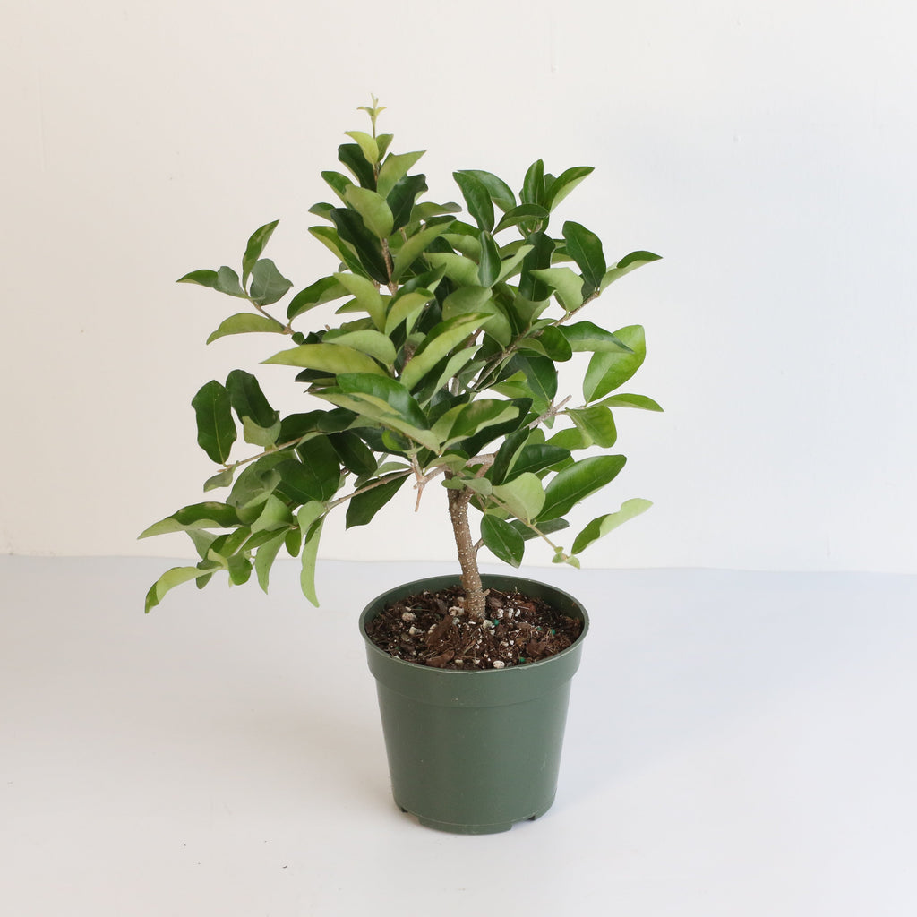 Barbados Cherry