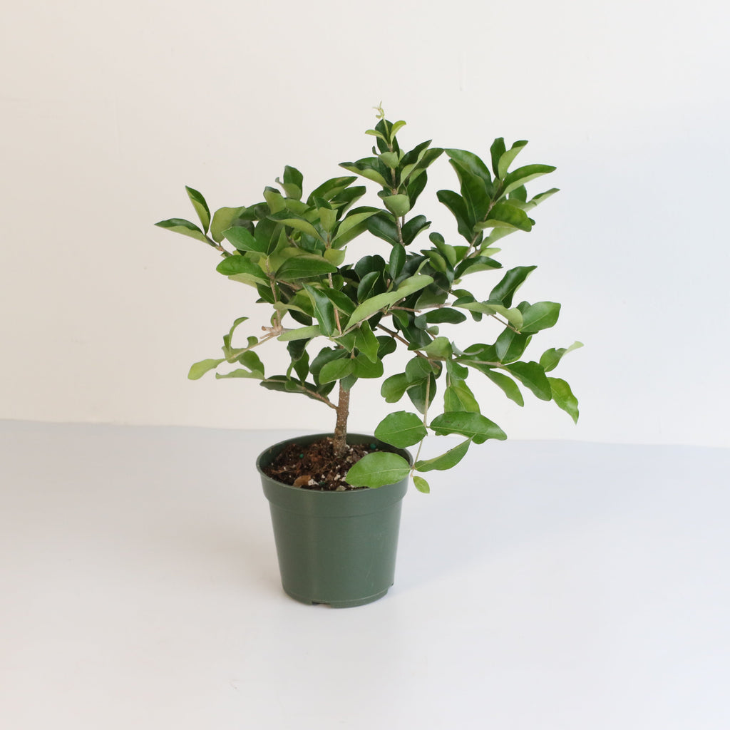 Barbados Cherry