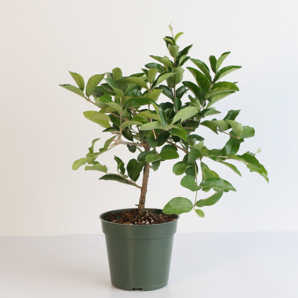Barbados Cherry