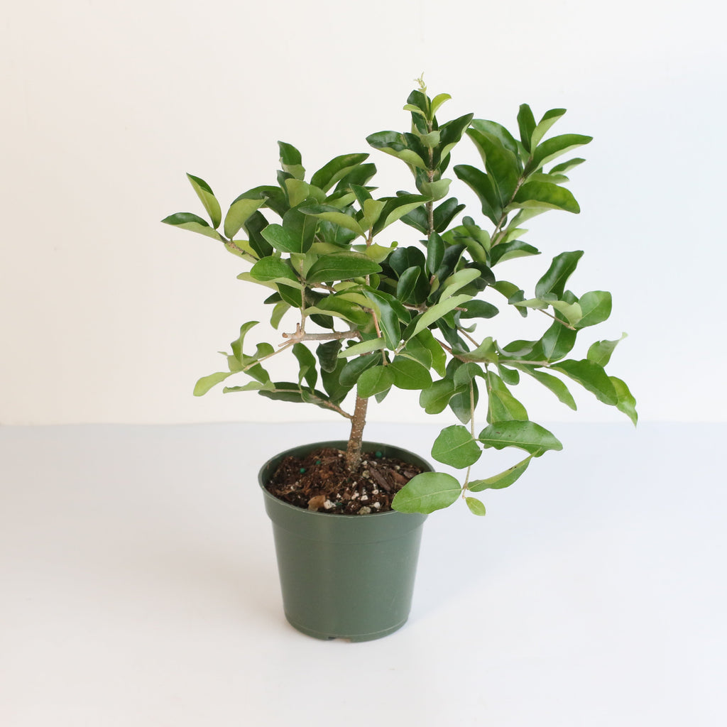 Barbados Cherry