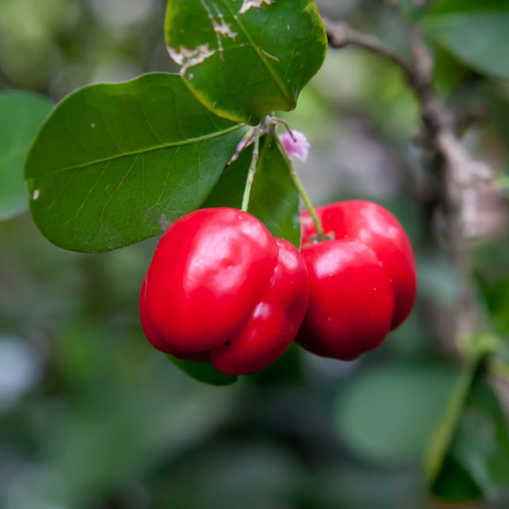 Barbados Cherry Tree
