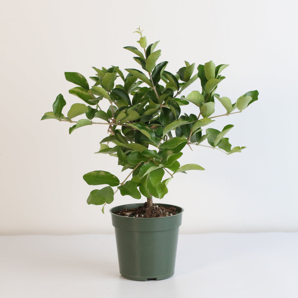 Barbados Cherry