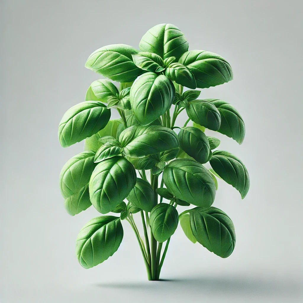 Basil (Aya Prospera) (4x)