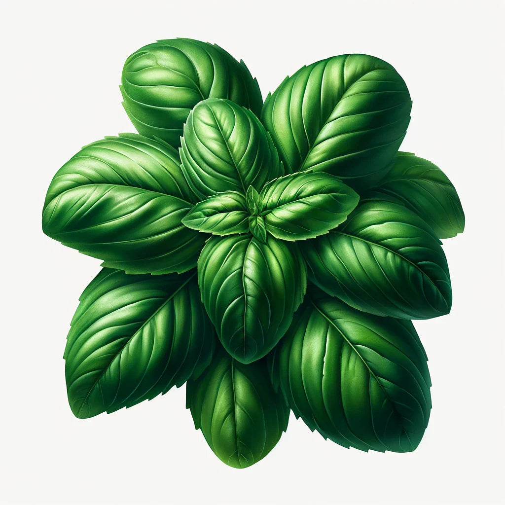 Basil (Genovese (Aroma 2)) (4x)