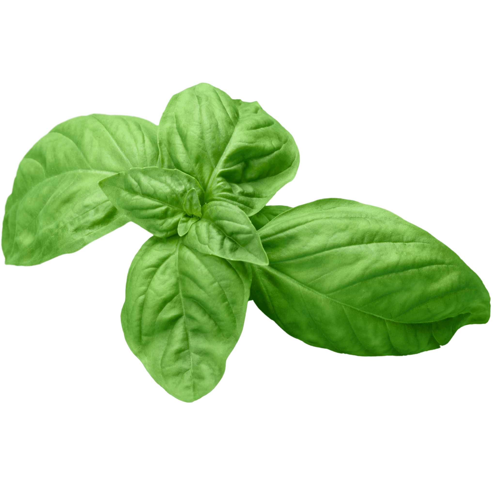 Genovese Basil Seeds