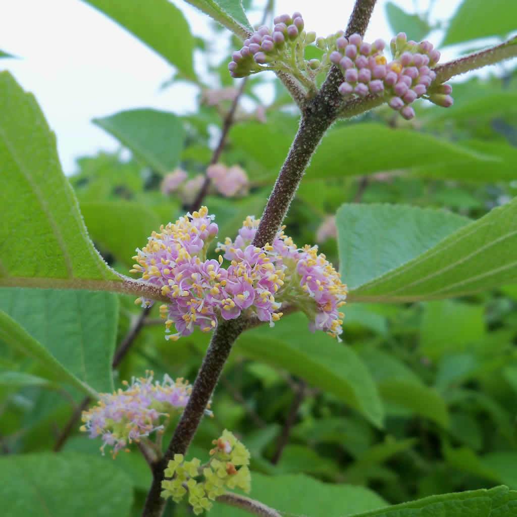 Beautyberry 'American'