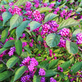 Beautyberry 'American'