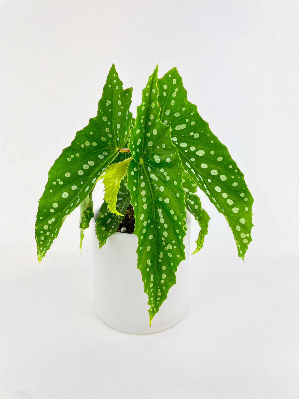 Begonia Polka Dot Angel Wings