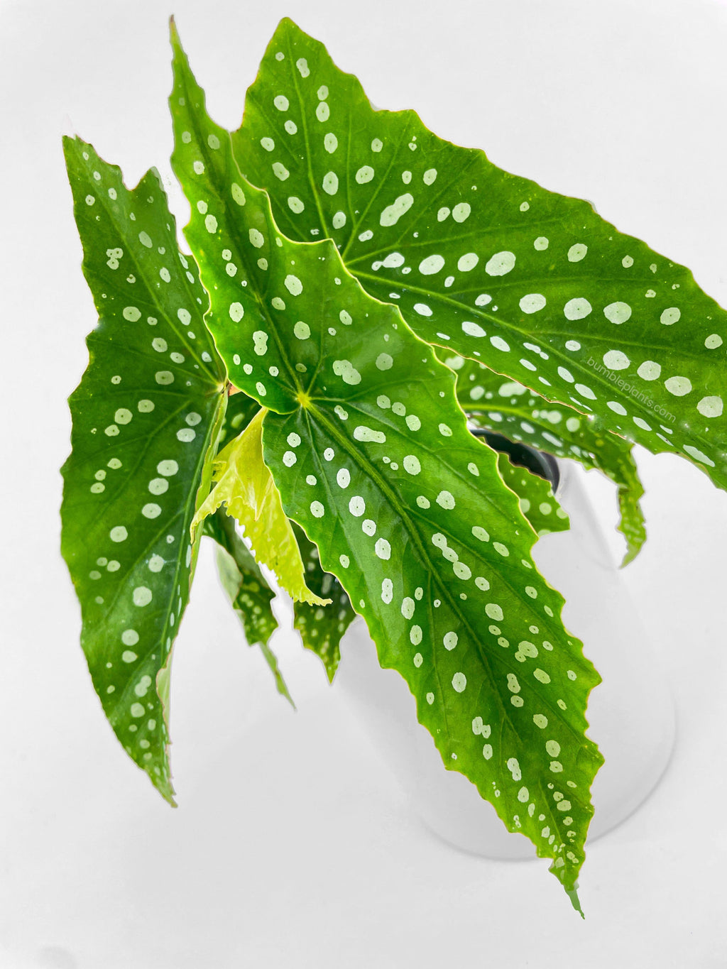 Begonia Polka Dot Angel Wings