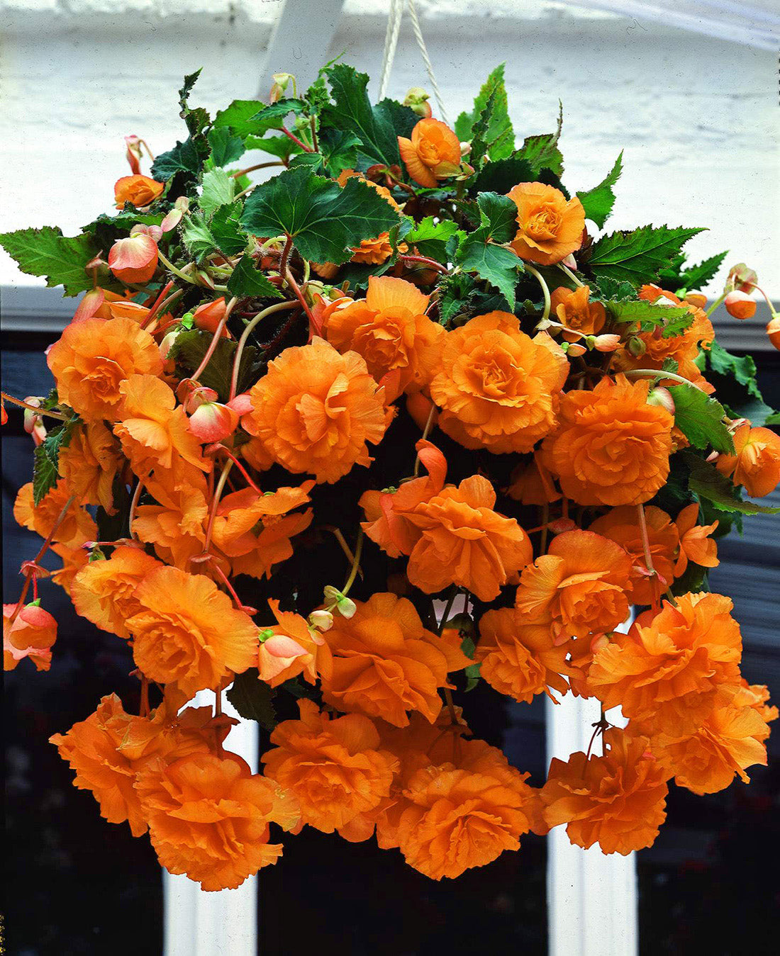 Apricot Hanging Basket Begonia - 3 tubers