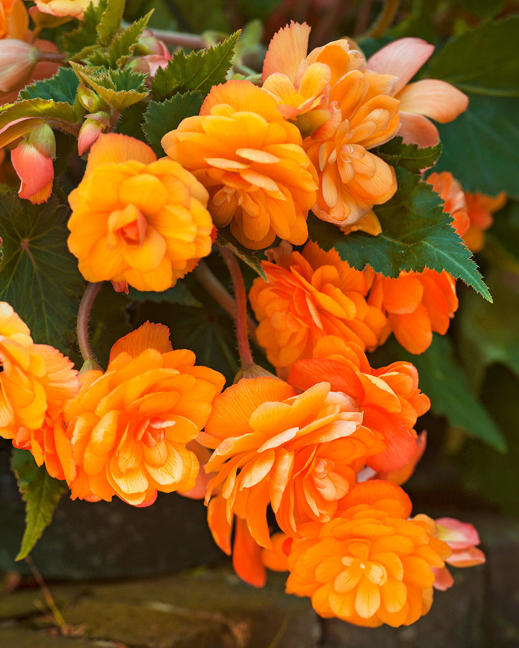 Apricot Hanging Basket Begonia - 3 tubers