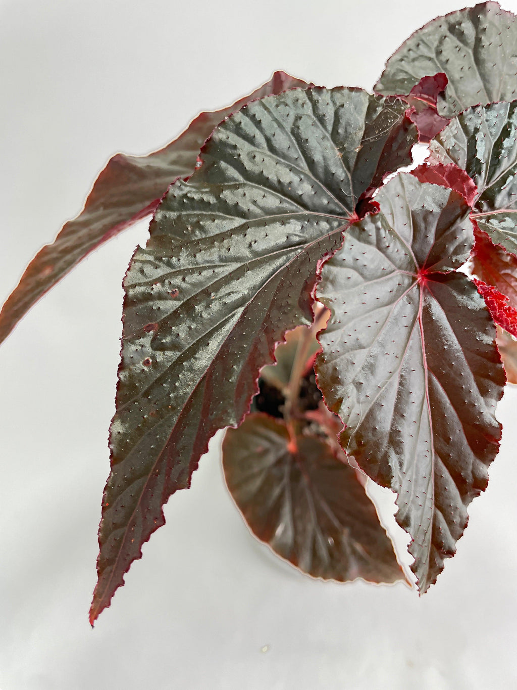 Begonia Rex Black Magic