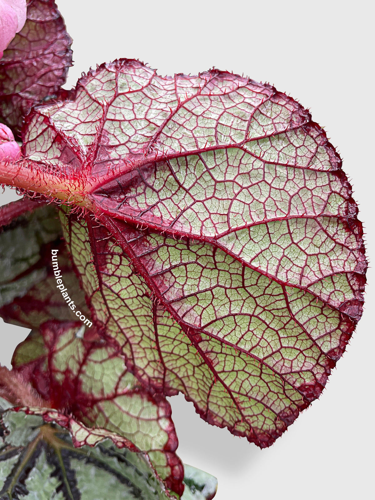 Begonia Fedor