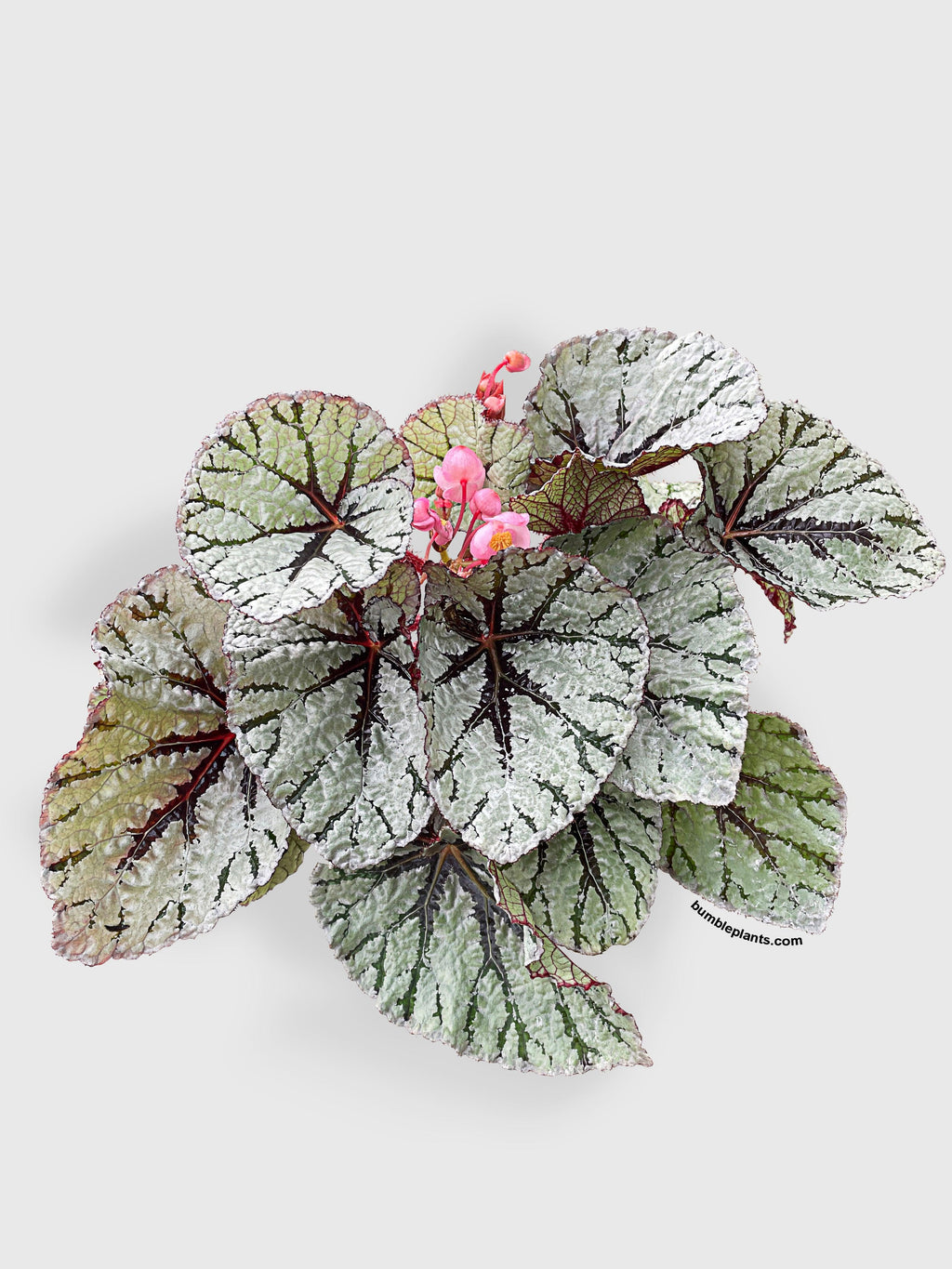 Begonia Fedor