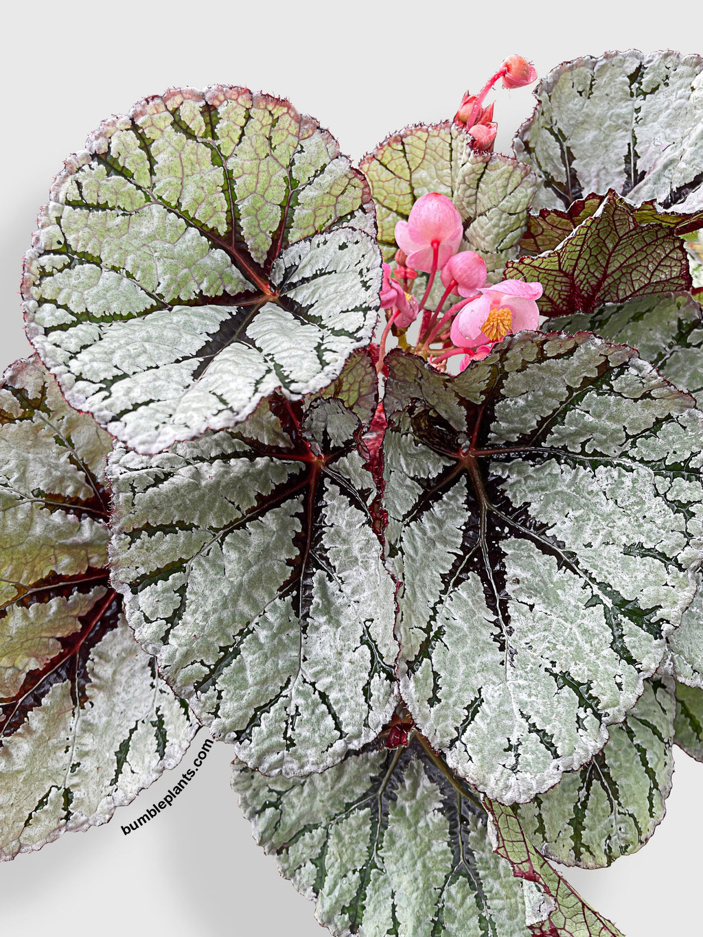 Begonia Fedor