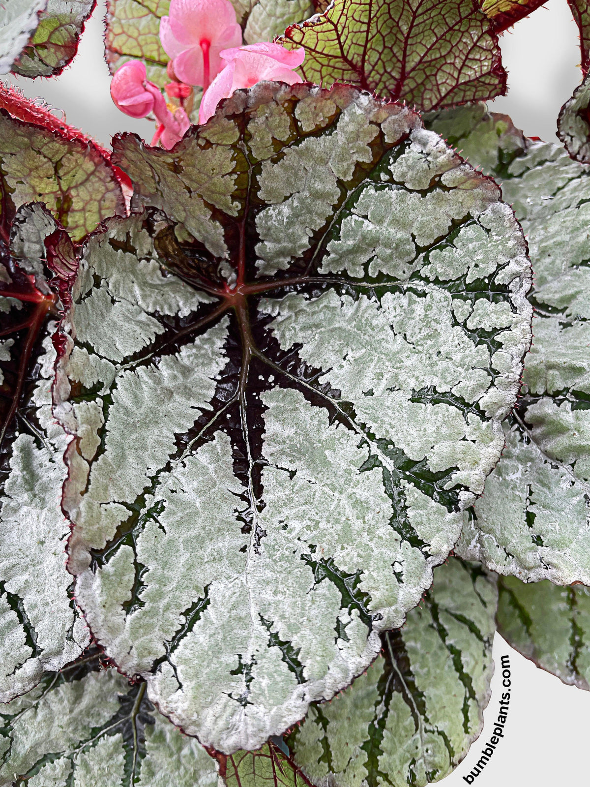 Begonia Fedor
