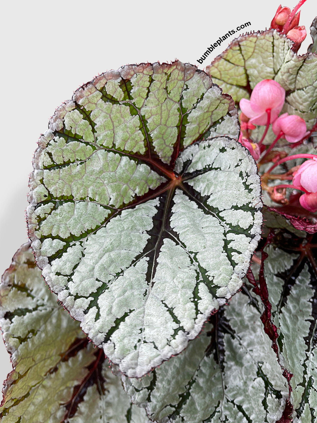 Begonia Fedor