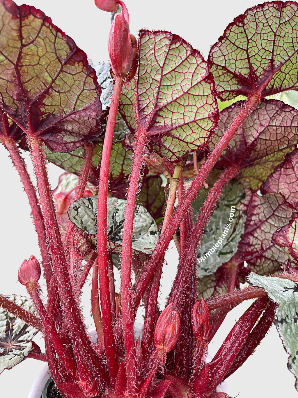 Begonia Fedor