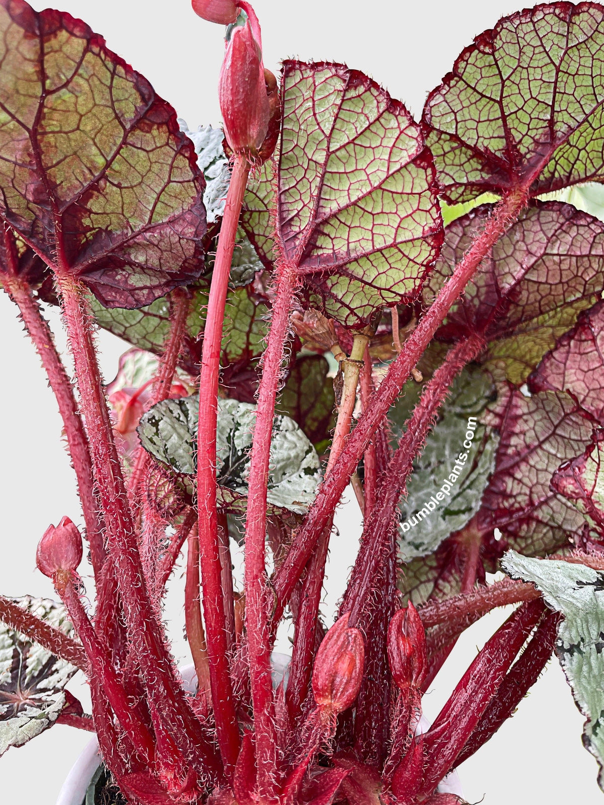 Begonia Fedor