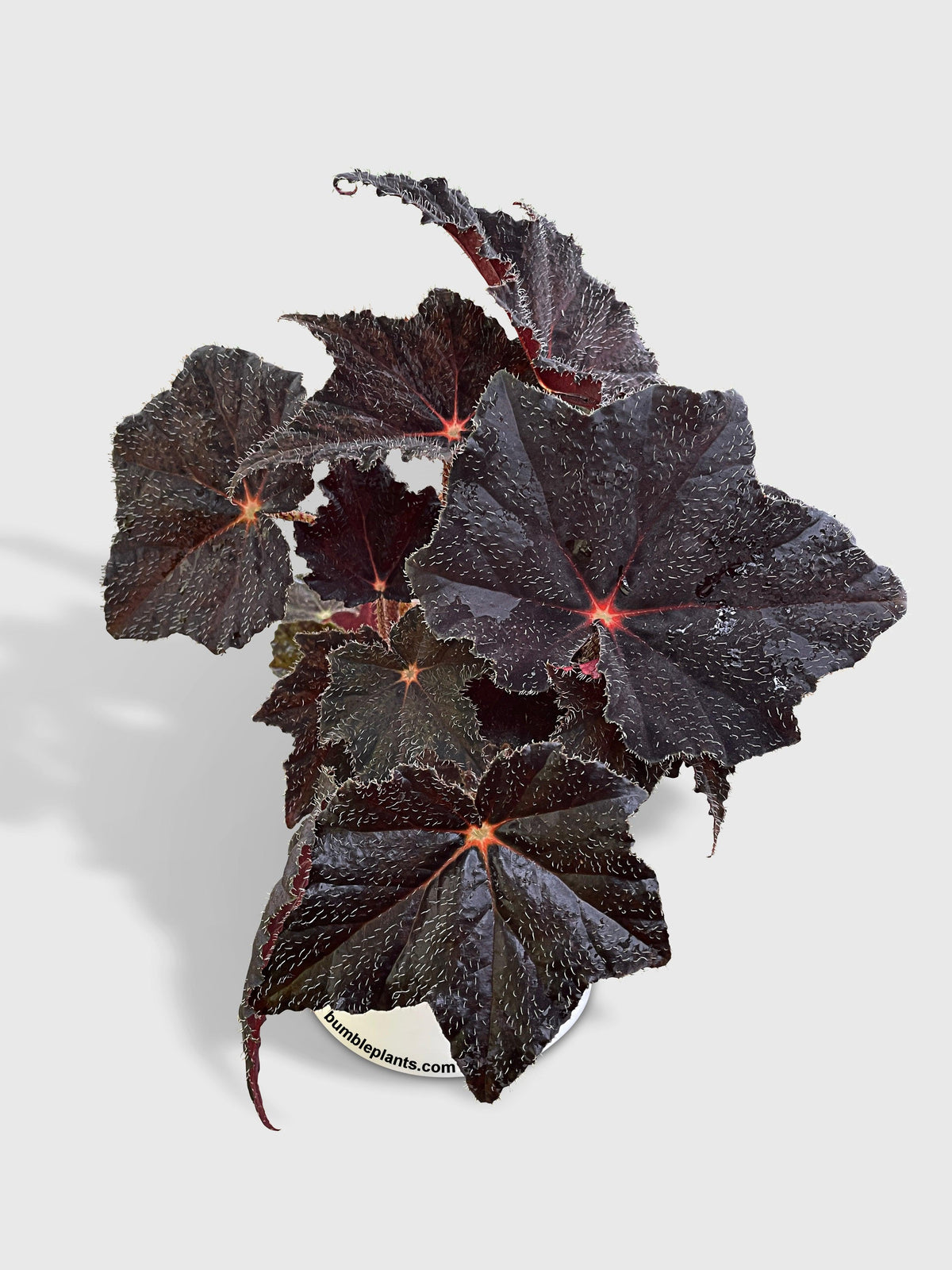 Begonia Black Fuzz Hallows Eye