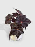 Begonia Black Fuzz Hallows Eye