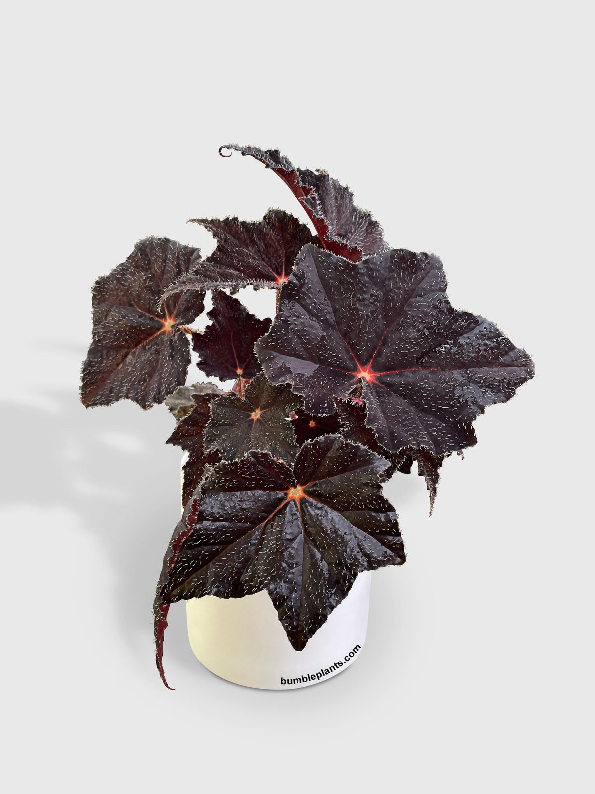 Begonia Black Fuzz Hallows Eye