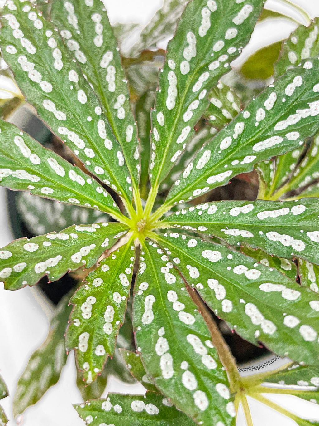 Begonia Hemsleyana Variegata (Silver Dots U404)