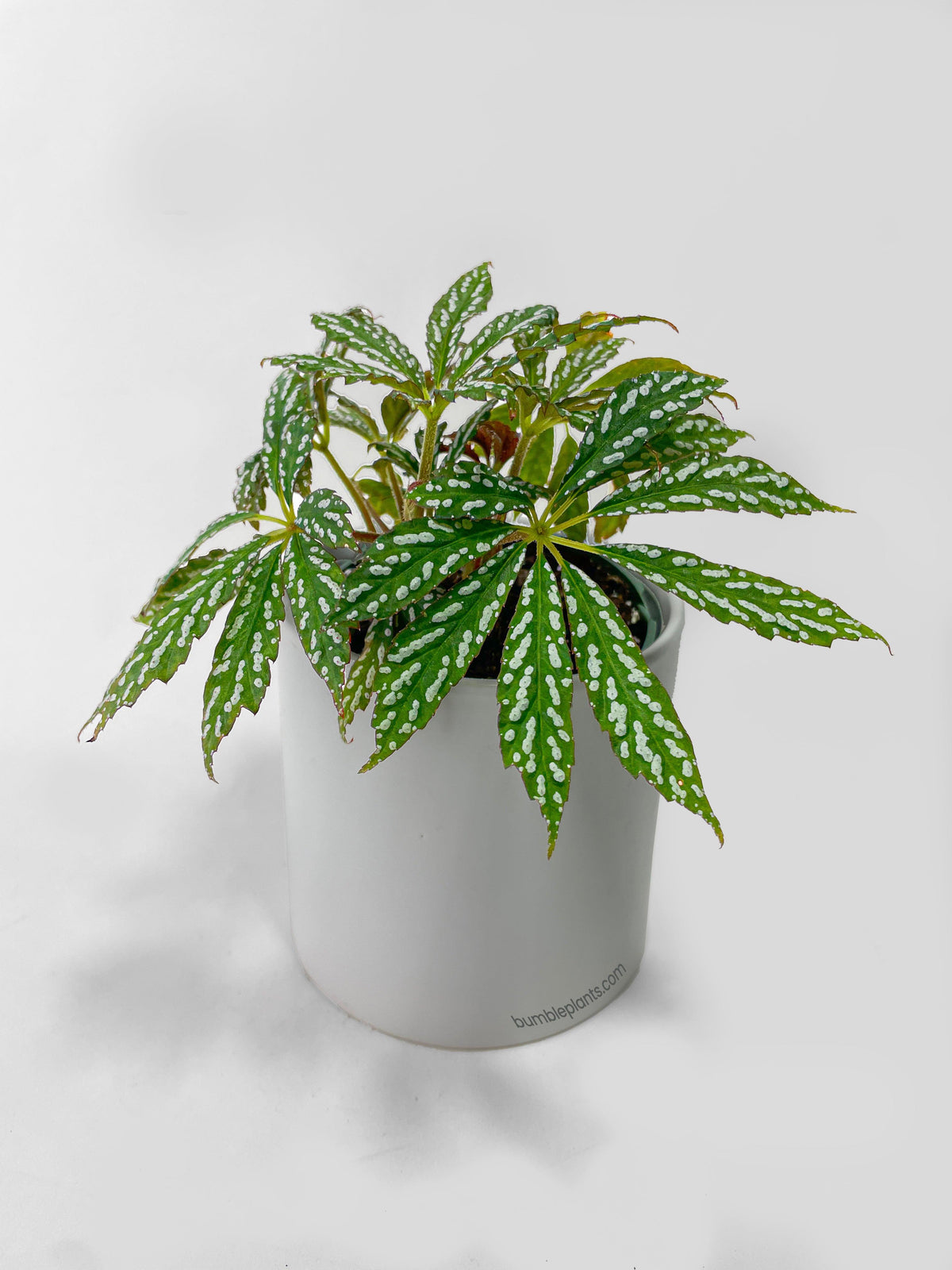 Begonia Hemsleyana Variegata (Silver Dots U404)
