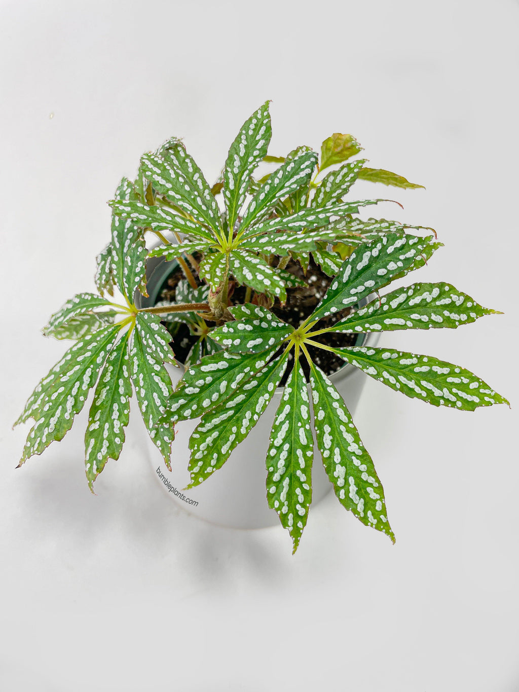 Begonia Hemsleyana Variegata (Silver Dots U404)