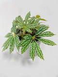 Begonia Hemsleyana Variegata (Silver Dots U404)