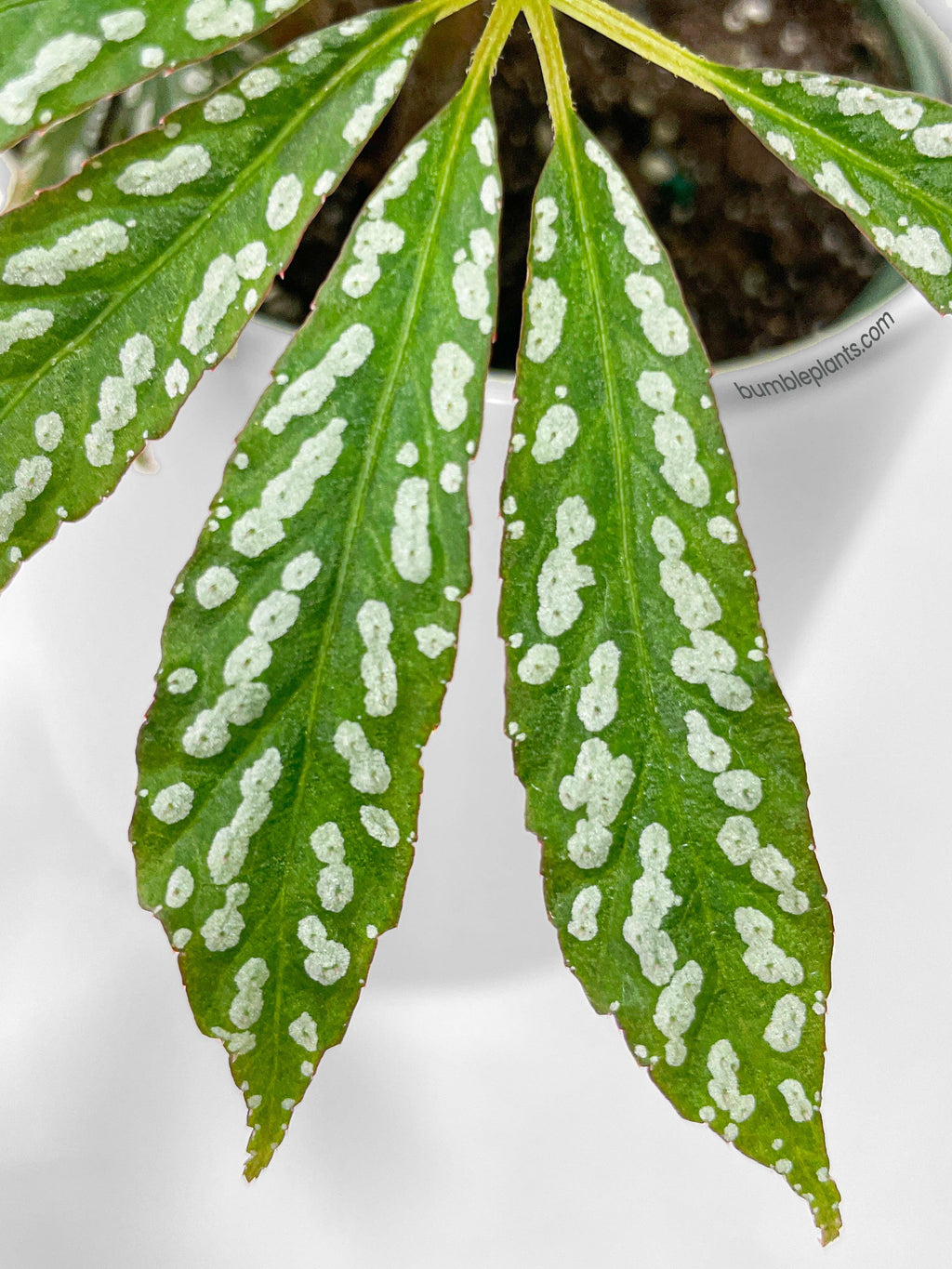 Begonia Hemsleyana Variegata (Silver Dots U404)