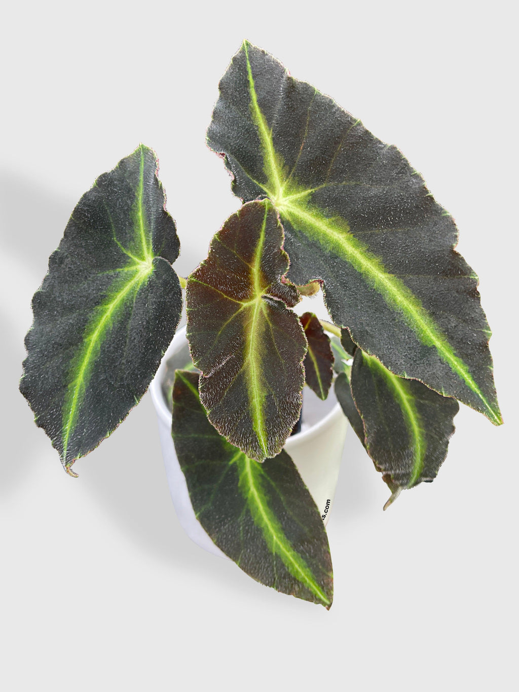 Begonia Listada