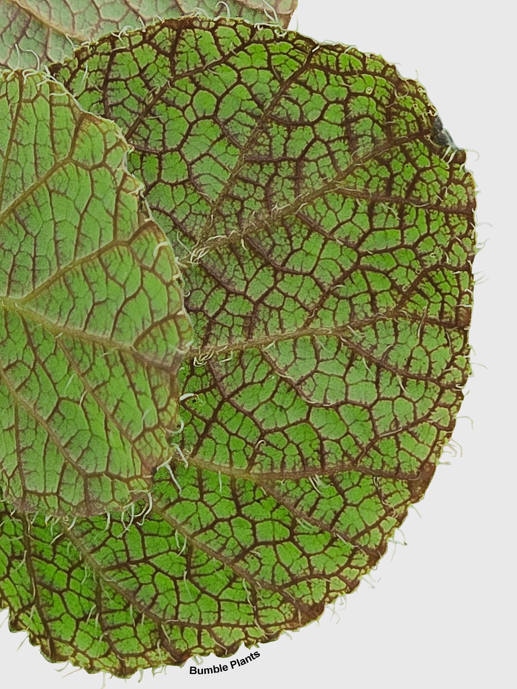 Begonia Longiciliata 'Sizemoreae U388'