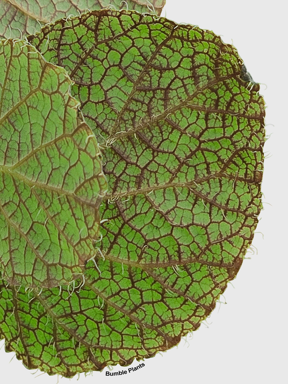 Begonia Longiciliata 'Sizemoreae U388'
