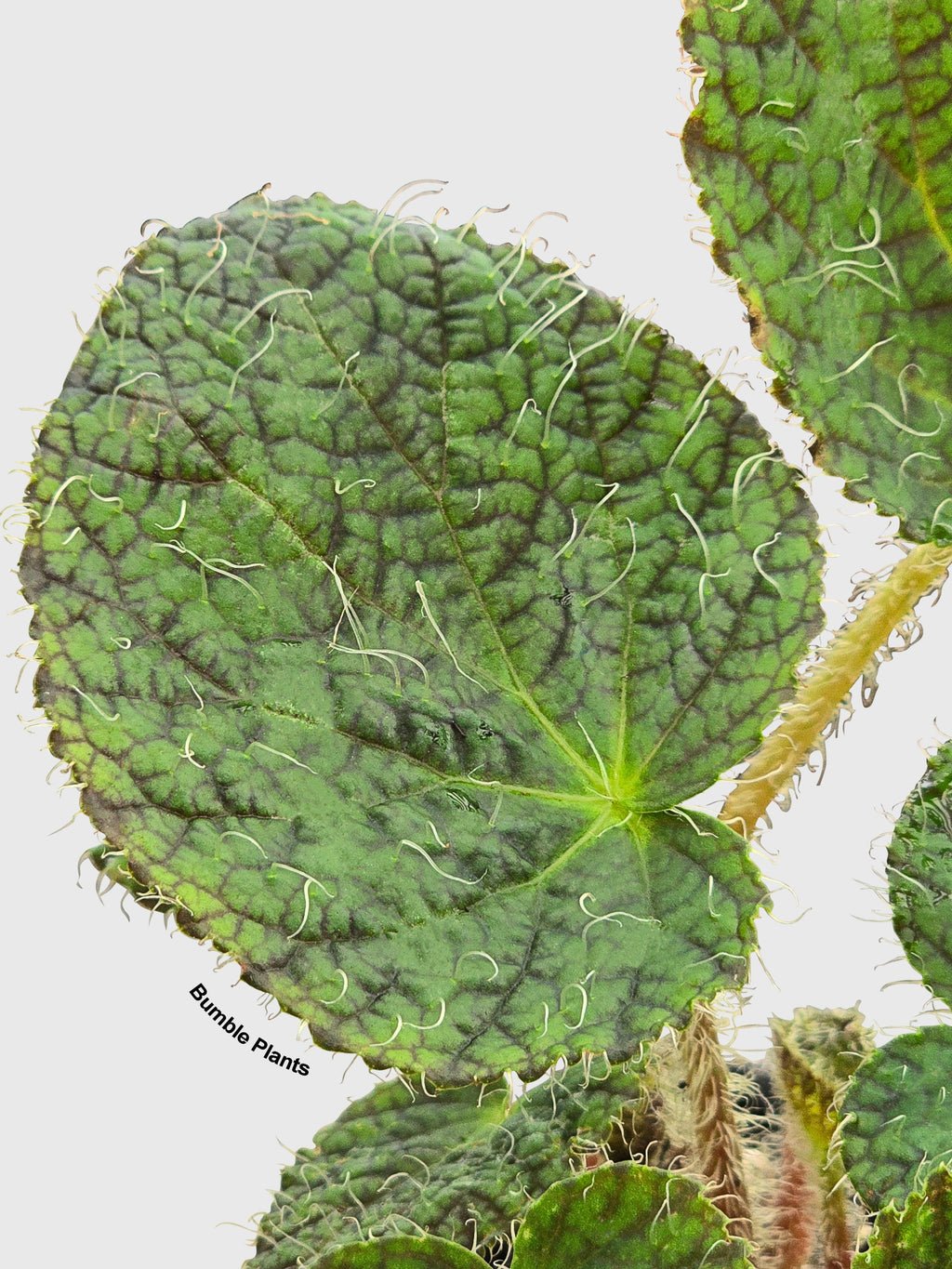 Begonia Longiciliata 'Sizemoreae U388'